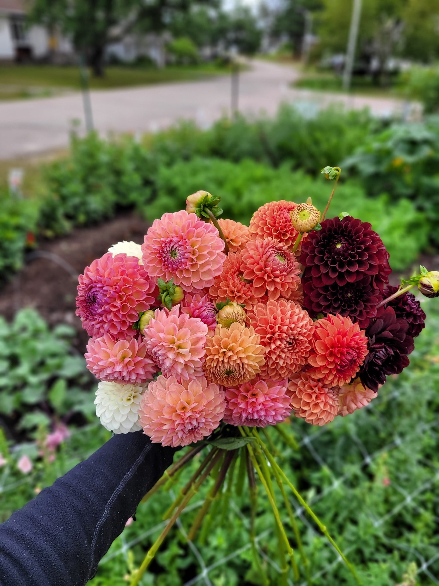 My Top 10 Dahlias for 2023 – re.Planted Farm