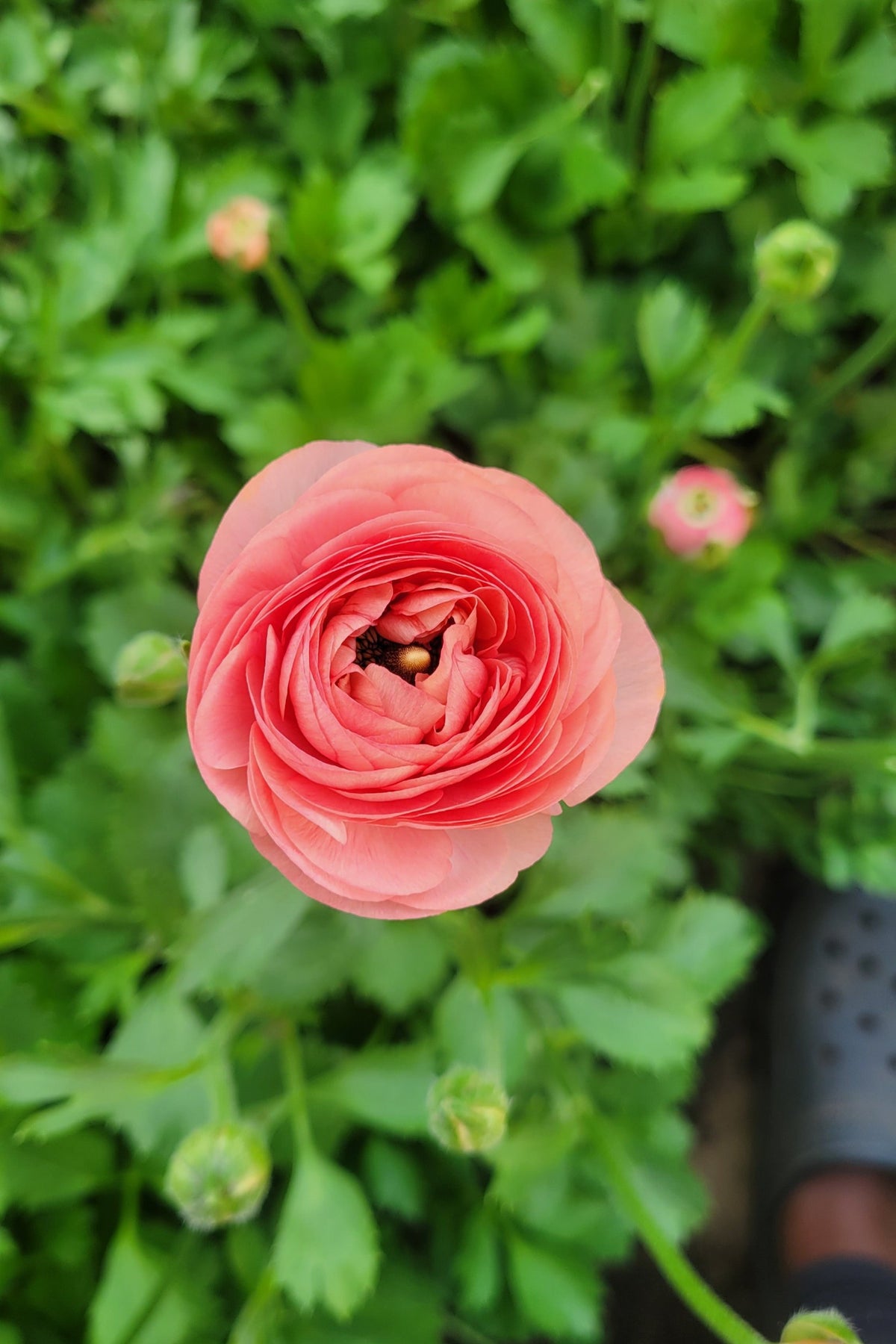 Corms Ranuncula Ranunculus Mix Corms | re.Planted Flower Farm – re.Planted Farm