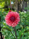 Dahlia Mystique Tubers Canada | re.Planted Flower Farm