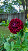 Ferncliff Ebony Dahlia Tuber