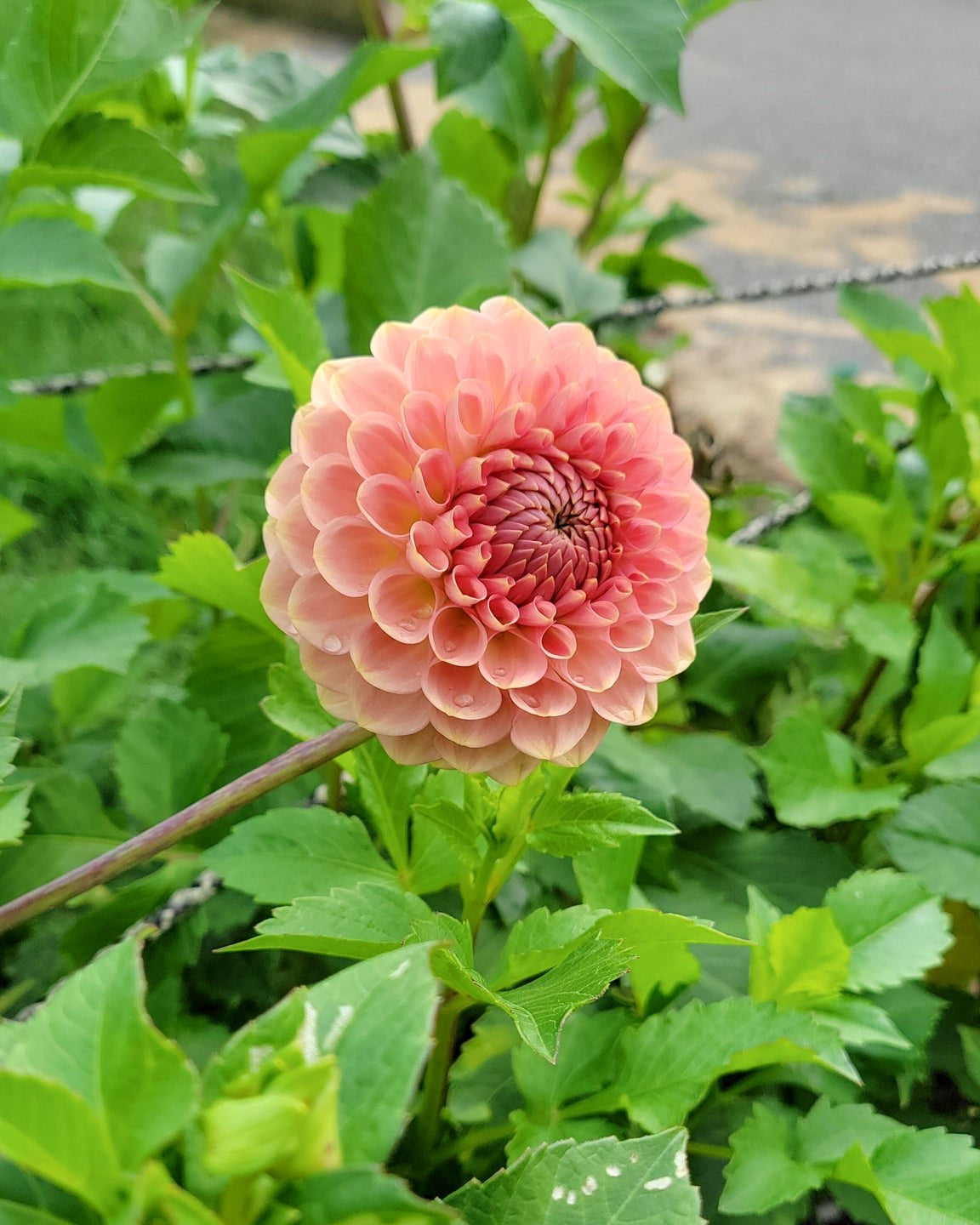 Dahliaページ Dahlia_Kogane_Fubuki-2_grande.