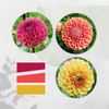 Autumn Harvest Dahlia Tuber Bundle
