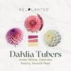 Pink Champagne Dahlia Tuber Bundle