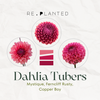 Raspberry Truffle Dahlia Tuber Bundle