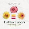 Golden Hour Dahlia Tuber Bundle