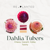 Sangria Dahlia Tuber Bundle