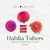 Marmalade Dahlia Tuber Bundle