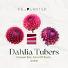 Berry Parfait Dahlia Tuber Bundle