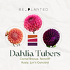 Crimson & Clay Dahlia Tuber Bundle