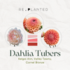 Summer Dream Dahlia Tuber Bundle