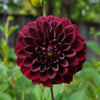 Black Diamond Dahlia Tubers Canada | re.PLANTED FLOWER FARM