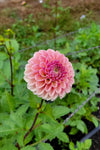 Dahlia Bracken Rose Tubers Canada | re.Planted Flower Farm