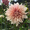 Cafe au Lait Dahlia Tubers Canada | re.Planted Flower Farm