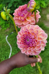 Chewy Dahlia Tuber
