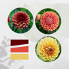 Autumn Harvest Dahlia Tuber Bundle