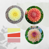 Sunshine Blend Dahlia Tuber Bundle