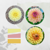 Beaumonde Blend Dahlia Tuber Bundle
