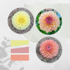 Summer Sunrise Dahlia Tuber Bundle