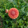 Cornel Bronze Dahlia Tubers Canada | re.PLANTED FLOWER FARM