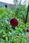 Dahlia Crossfield Ebony Tubers Canada | re.Planted Flower Farm