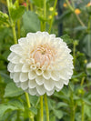 Ferncliff Pearl Dahlia Tubers Canada | re.Planted Flower Farm