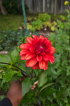 Red cinnamon dahlia flower