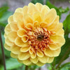 Golden Scepter Dahlia Tubers Canada | re.Planted Flower Farm