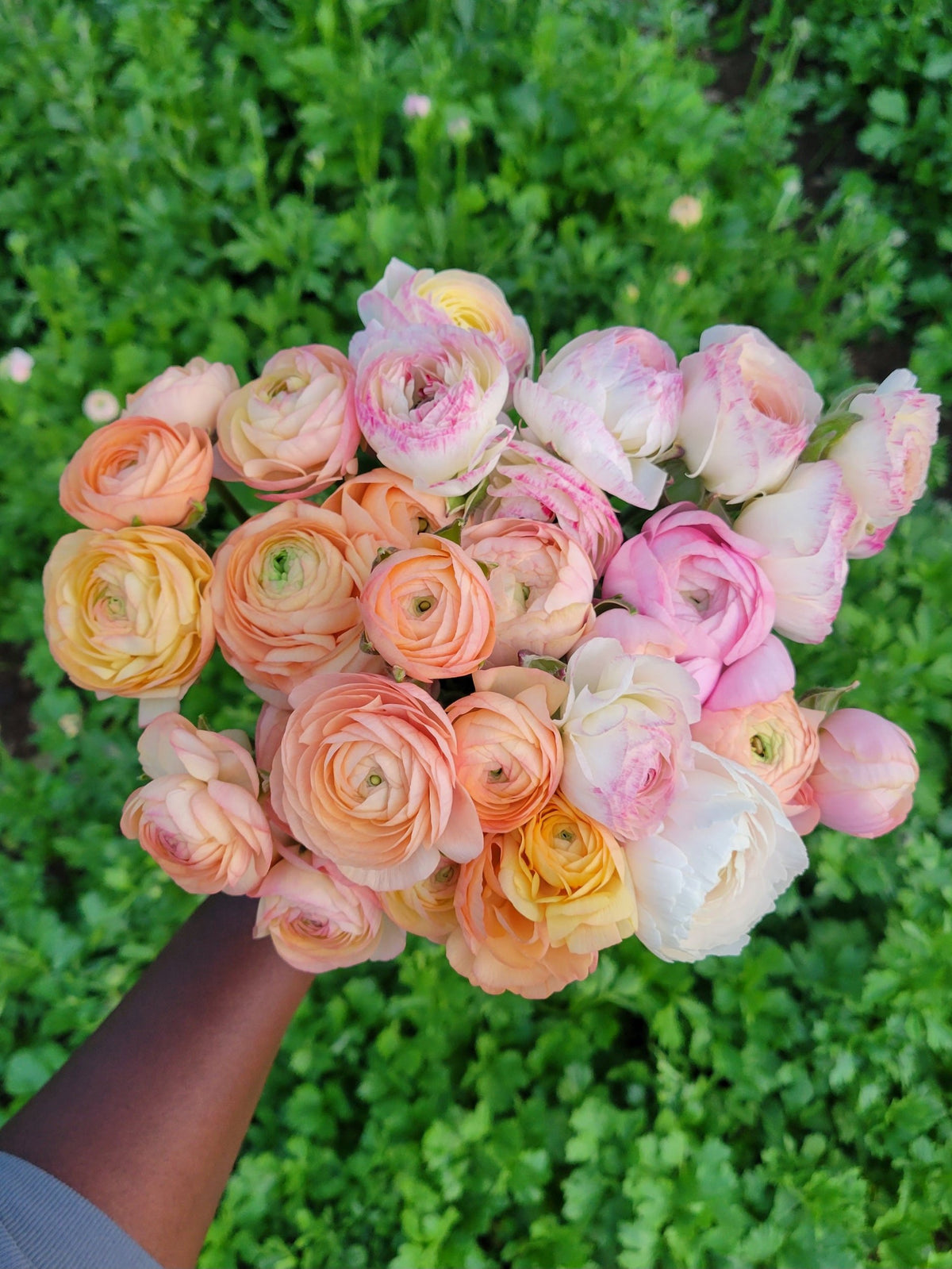 Corms Ranuncula Ranunculus Mix Corms | re.Planted Flower Farm – re.Planted Farm