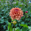 Ice Tea Dahlia Tuber