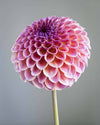 Jowie Winnie Dahlia Tubers Canada | re.Planted Flower Farm