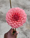 KA's Keltie Rose Dahlia Tubers Canada