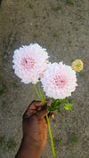 Pink Blush and White dahlia flower