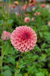 Narrows Erica Dahlia Tuber
