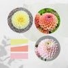 Beaumonde Blend Dahlia Tuber Bundle
