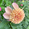 Sandia Brocade Dahlia Tuber