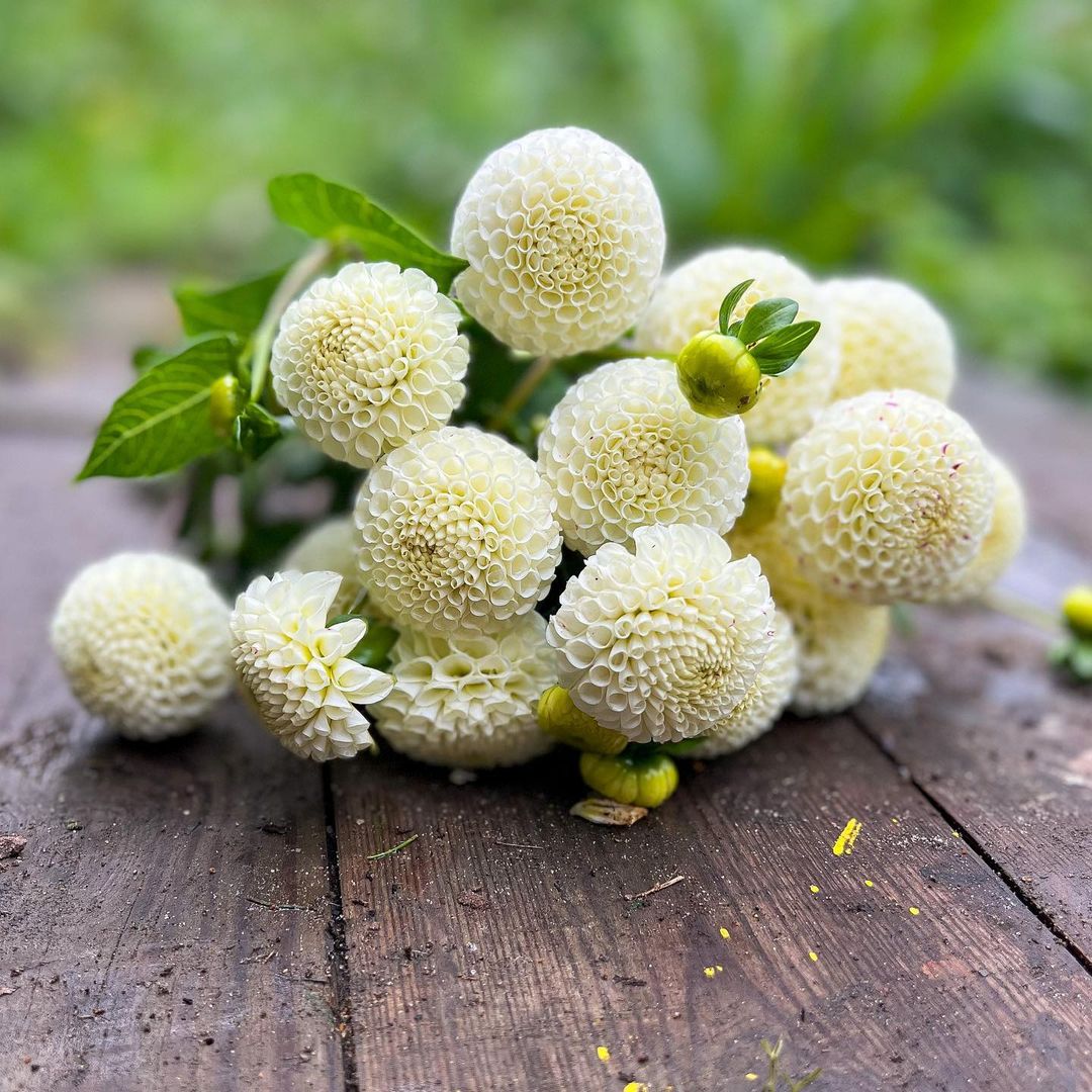 Small World Dahlia Tubers Canada