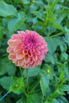 Dahlia Snoho Jojo Tubers Canada | re.Planted Flower Farm