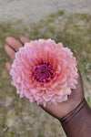 Dahlia Sweet Sanne Tubers Canada | re.Planted Flower Farm