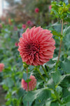 Slyvia Craig Hunter Dahlia Tubers Canada | re.Planted Flower Farm