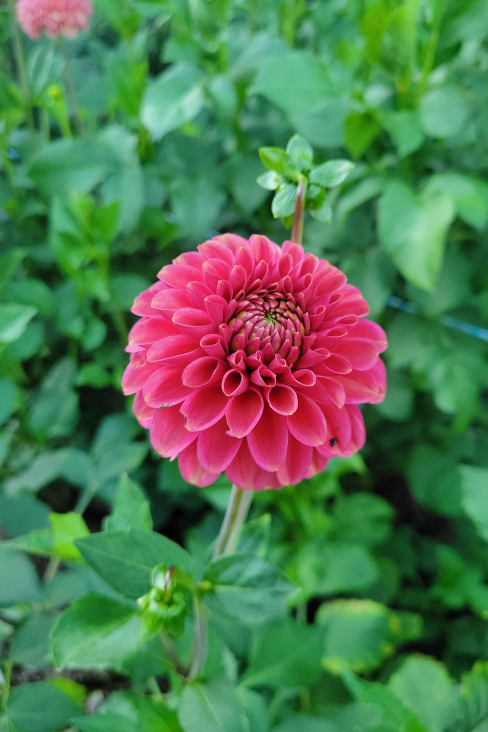 DAHLIA Zundert Mystery Fox Dahlia – Bear Creek Farm