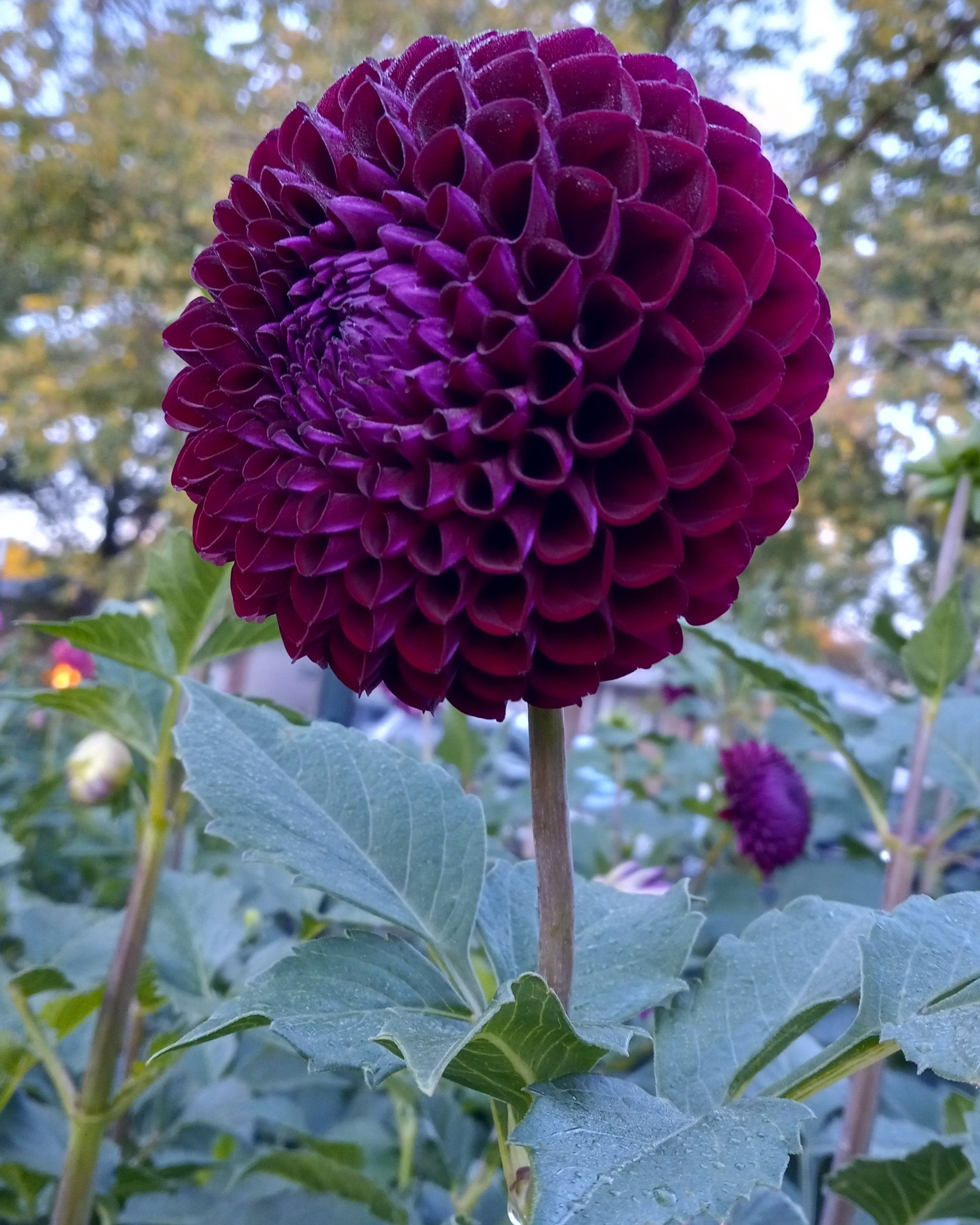 Lyn's Concord Dahlia Tubers Canada | re.Planted Flower Farm