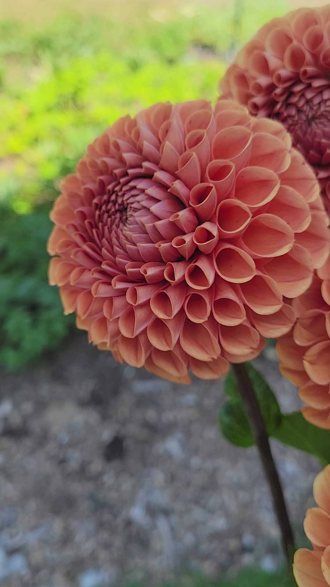 Cornel Bronze Dahlia Tuber Canada