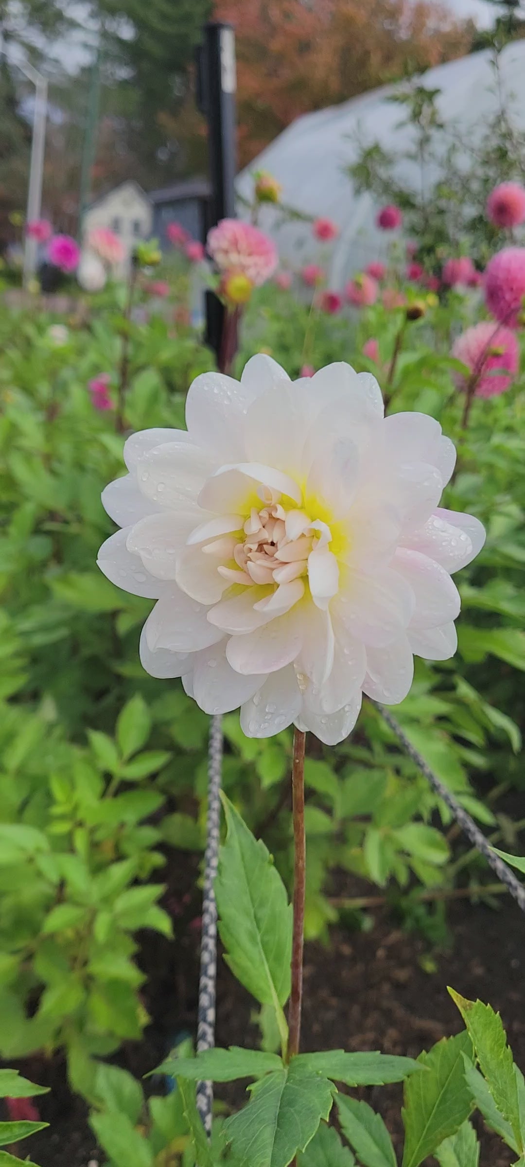 Kelgai Ann Dahlia Tuber