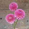 Koko Puff Dahlia Tuber