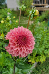 KA's Coral Sea Dahlia