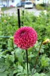 Ferncliff Rusty Dahlia Tuber