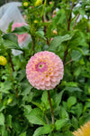 Odyessy Dahlia Tuber