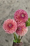 Clearview Peachy Dahlia Tuber