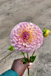 Arnside Rose Dahlia Tuber