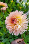 Lakeview Peach Fuzz Dahlia